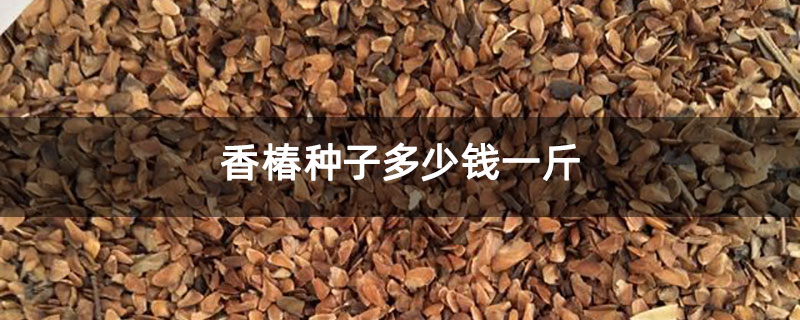 香椿种子多少钱一斤 香椿种子多少钱一斤