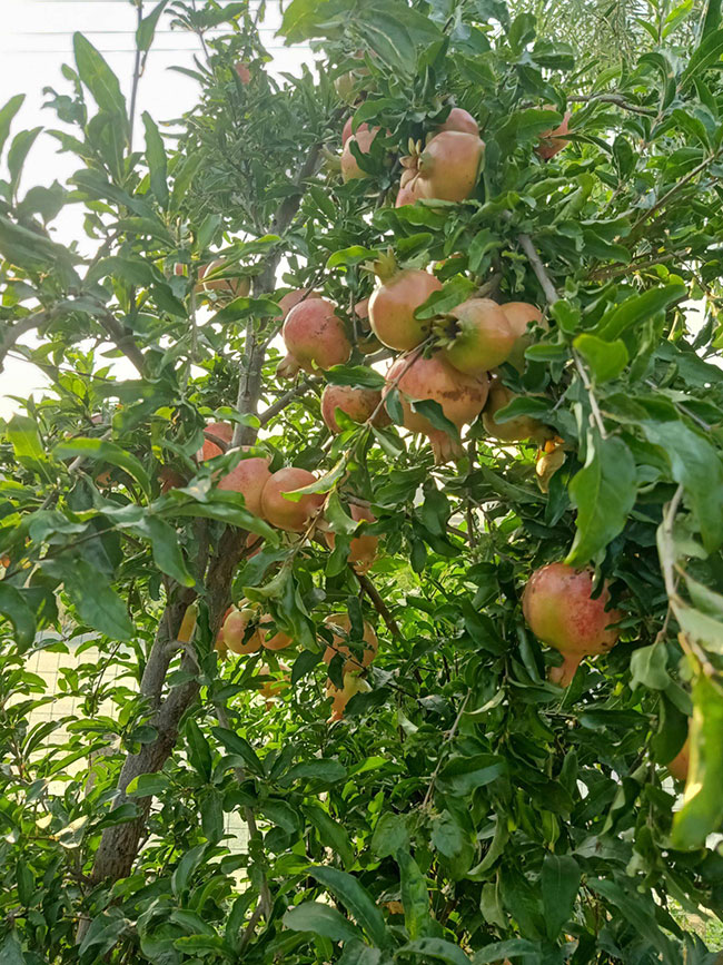 石榴苗