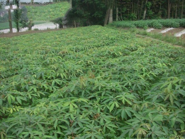 七叶树种子种植方法