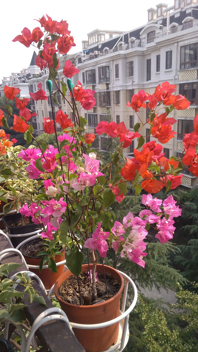 三角梅蒙黄价格多少钱一棵?三角梅蒙黄种植技术介绍