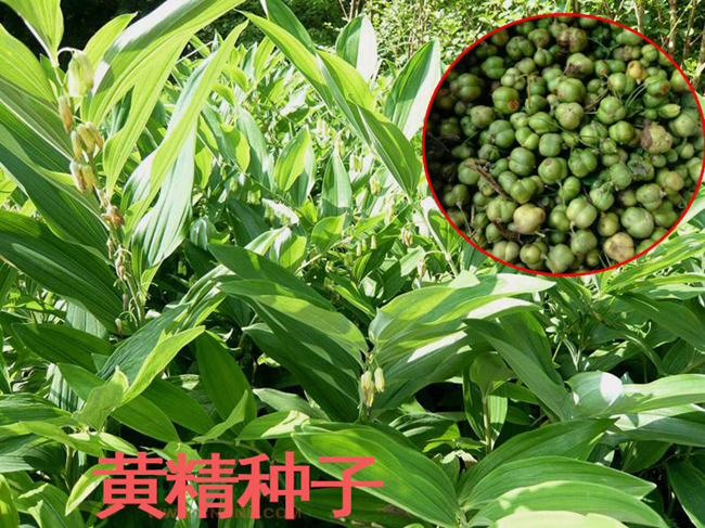 黄精种子怎么种植?