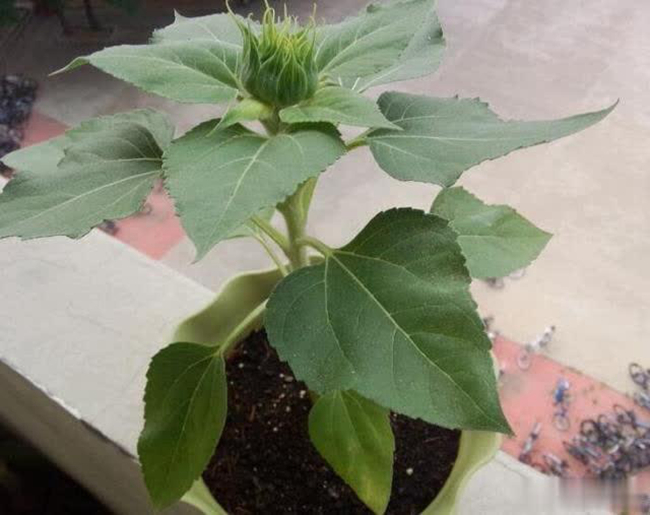 盆栽向日葵种子种植技术