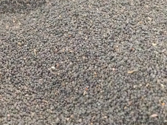 半枝莲种子多少钱一斤?半枝莲种子怎么种植?