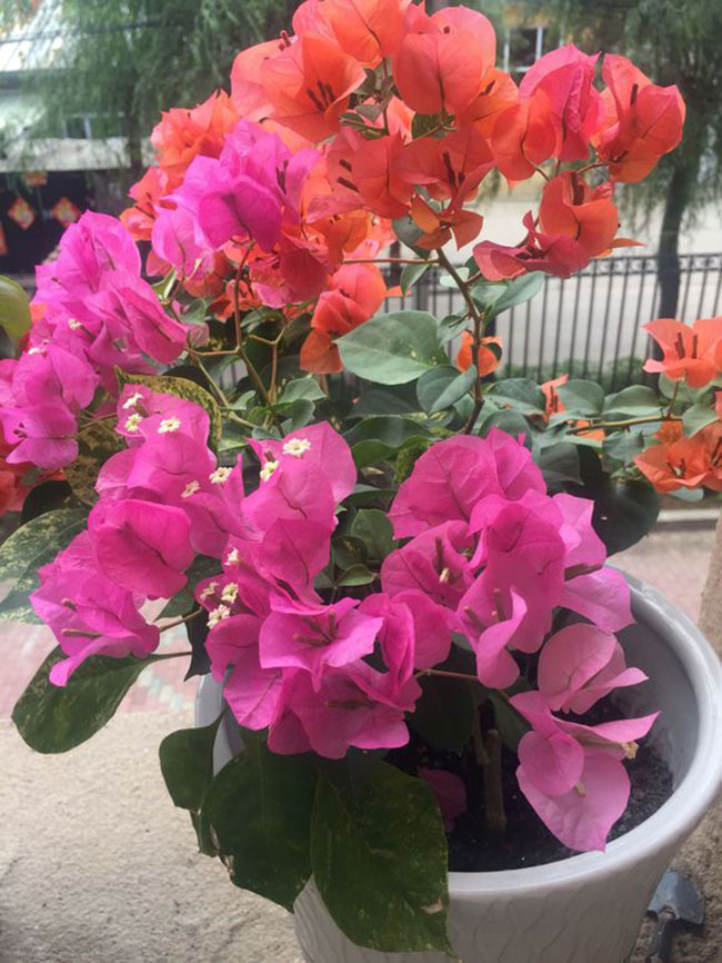 洒金粉三角梅勤花吗