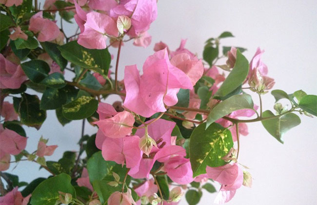 三角梅绿叶樱花价格多少钱一棵?三角梅绿叶樱花种植技术