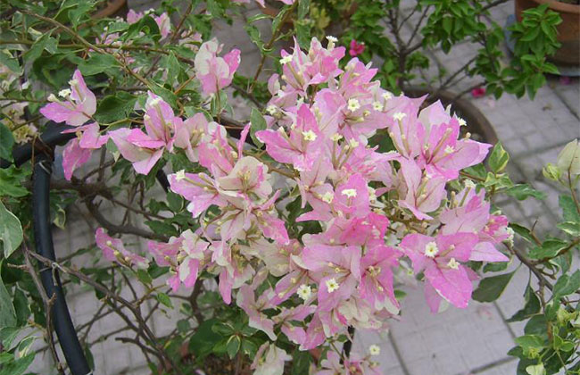 三角梅绿叶樱花