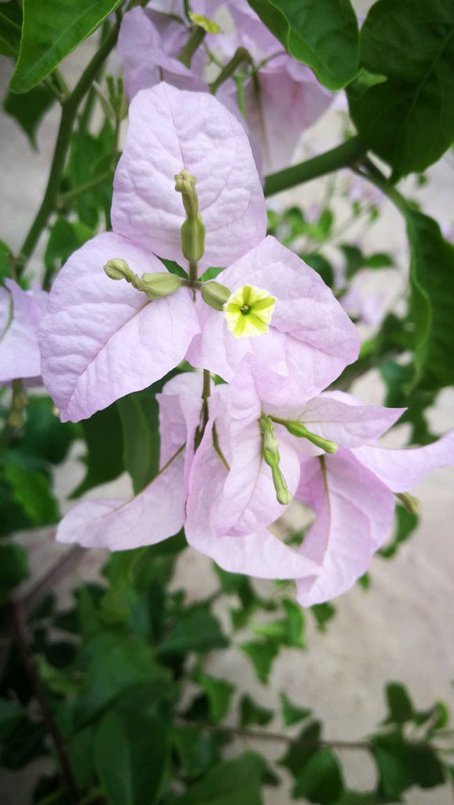 浅茄三角梅价格多少钱一棵?浅茄三角梅种植技术有哪些?