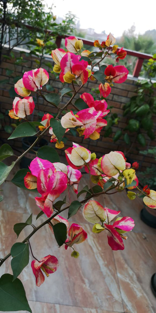 三角梅画报价格多少钱一棵?三角梅画报勤花吗?种植技术介绍