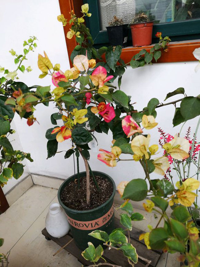 三角梅画报价格多少钱一棵?三角梅画报勤花吗?种植技术介绍