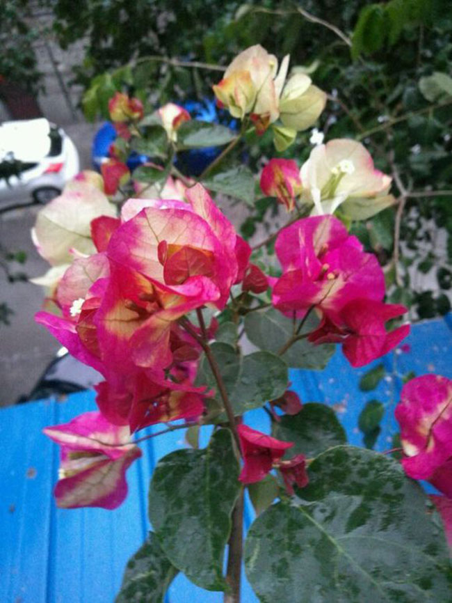 三角梅画报价格多少钱一棵?三角梅画报勤花吗?种植技术介绍