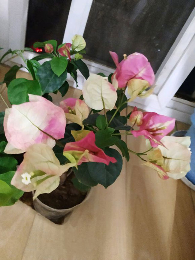 三角梅画报价格多少钱一棵?三角梅画报勤花吗?种植技术介绍
