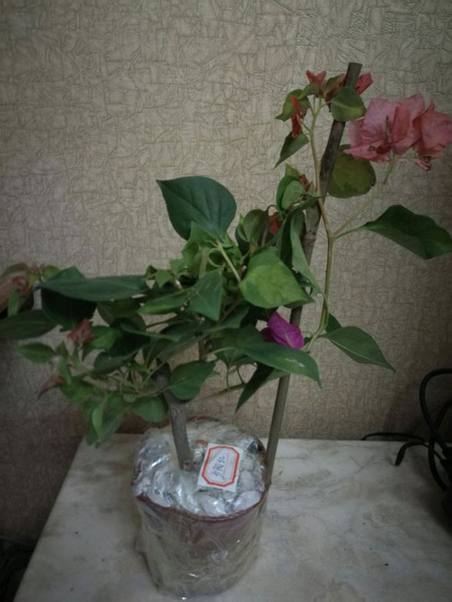 三角梅暗斑夕阳红价格多少钱一棵?暗斑夕阳红种植技术介绍