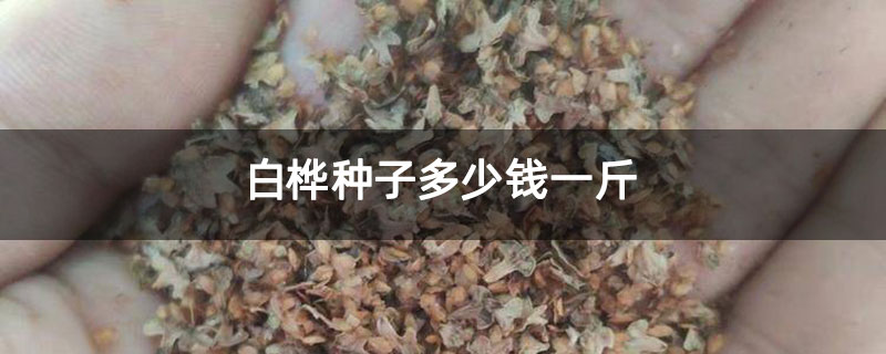 白桦种子多少钱一斤 白桦种子多少钱一斤