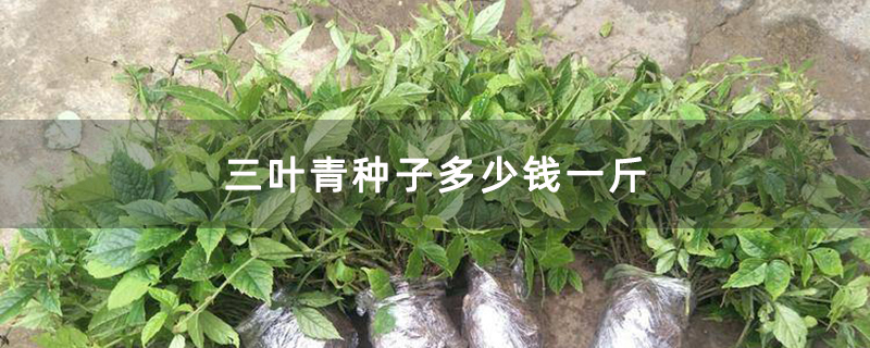 三叶青种子多少钱一斤