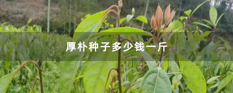 厚朴种子多少钱一斤