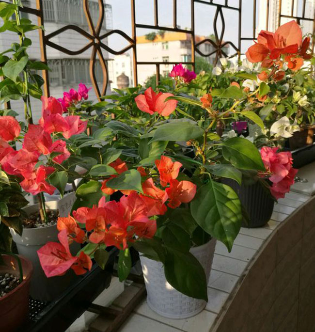 三角梅暗斑夕阳红价格多少钱一棵