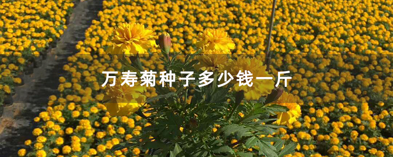 万寿菊种子多少钱一斤