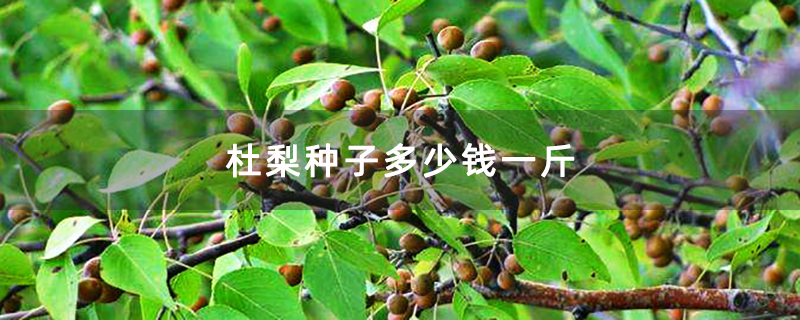 杜梨种子多少钱一斤