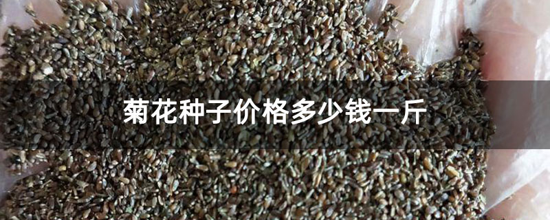 菊花种子价格多少钱一斤
