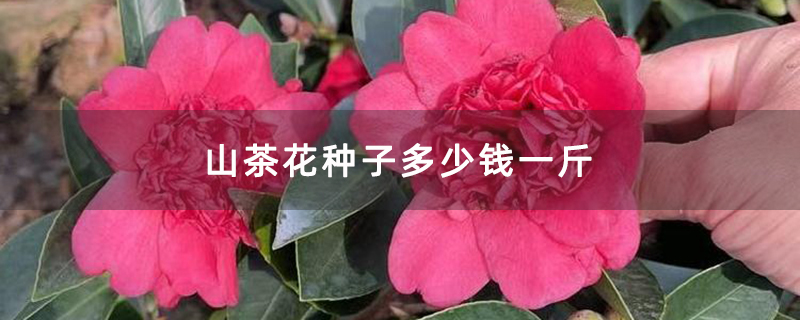 山茶花种子多少钱一斤