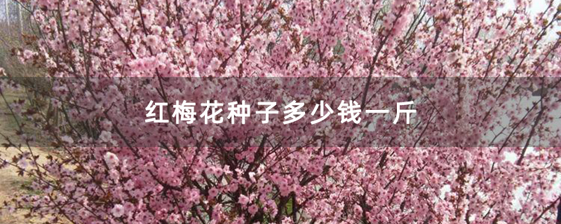 红梅花种子多少钱一斤