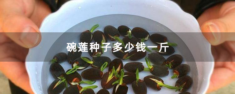 碗莲种子多少钱一斤