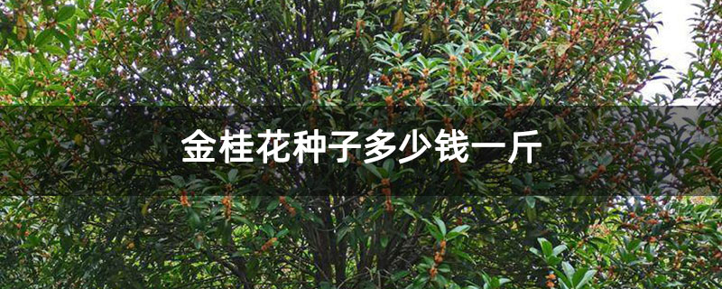金桂花种子多少钱一斤 金桂花种子多少钱一斤