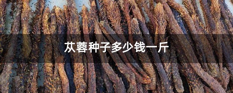苁蓉种子多少钱一斤 苁蓉种子多少钱一斤