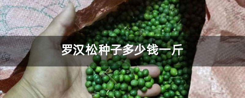 罗汉松种子多少钱一斤 罗汉松种子多少钱一斤