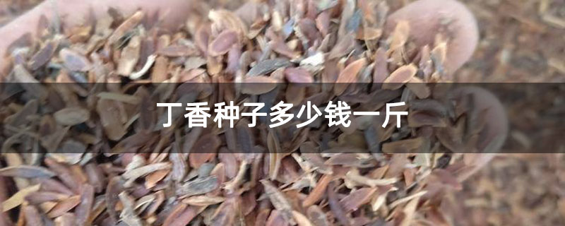 丁香种子多少钱一斤 丁香种子多少钱一斤
