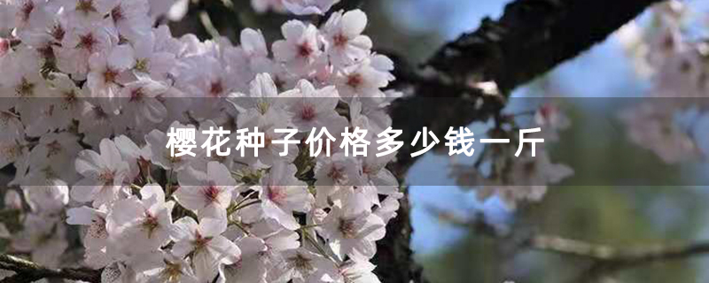 染井吉野樱花