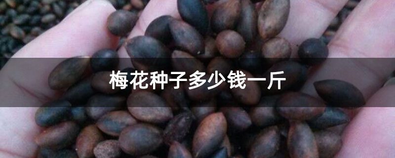 梅花种子多少钱一斤 梅花种子多少钱一斤