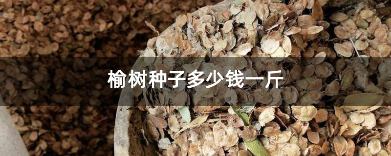 榆树种子多少钱一斤 榆树种子多少钱一斤