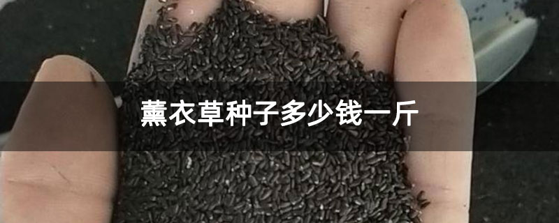 薰衣草种子多少钱一斤