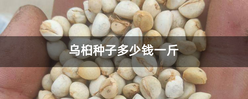 乌桕种子多少钱一斤 乌桕种子多少钱一斤