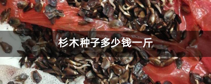 杉木种子多少钱一斤 杉木种子多少钱一斤