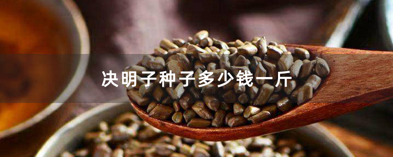 决明子种子多少钱一斤