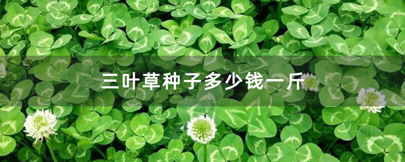 三叶草种子多少钱一斤