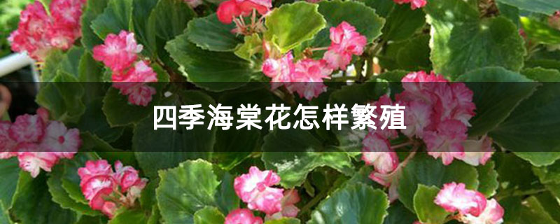 四季海棠花怎样繁殖