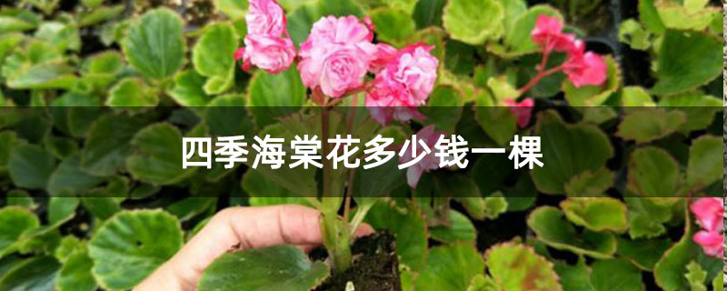 四季海棠花多少钱一棵
