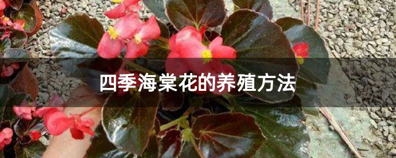 四季海棠花的养殖方法