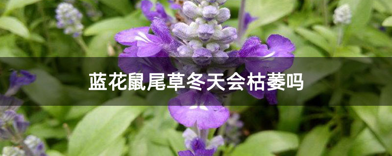 蓝花鼠尾草冬天会枯萎吗