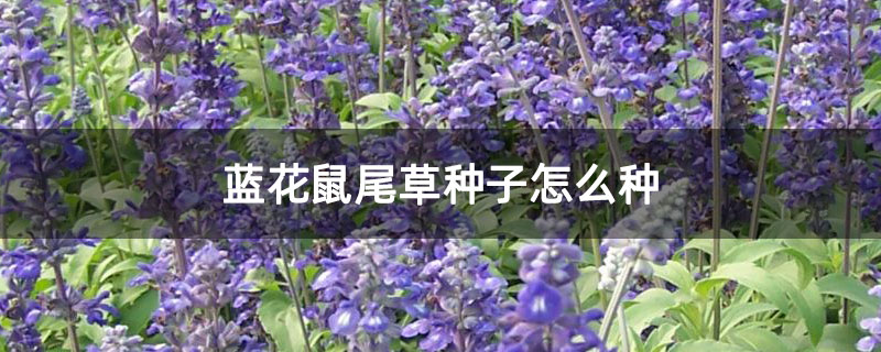 蓝花鼠尾草种子怎么种