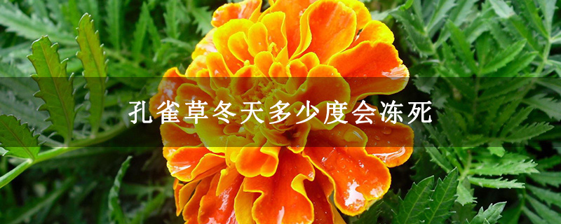 孔雀草冬天多少度会冻死