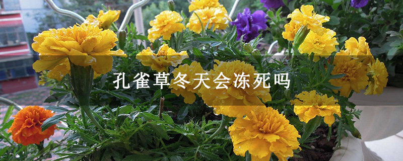 孔雀草冬天会冻死吗