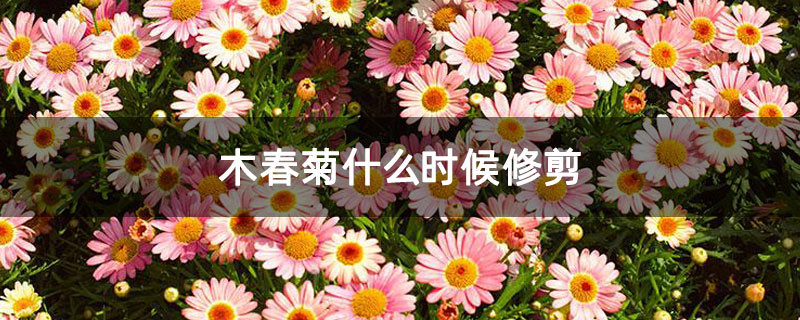 木春菊什么时候修剪