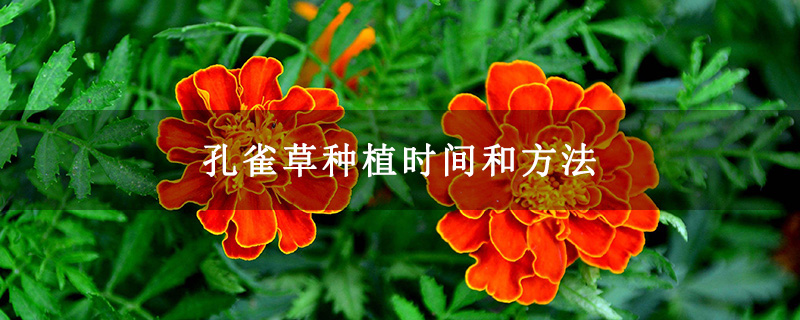 孔雀草种植时间和方法