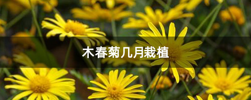 木春菊几月栽植