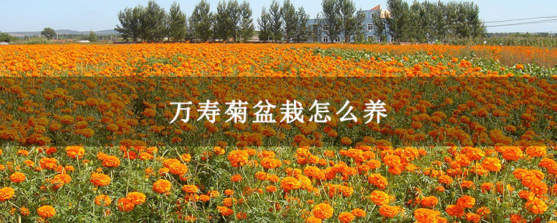 万寿菊盆栽怎么养