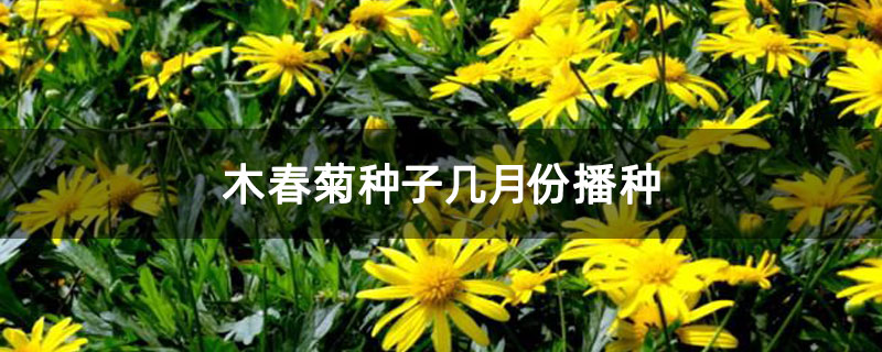 木春菊种子几月份播种